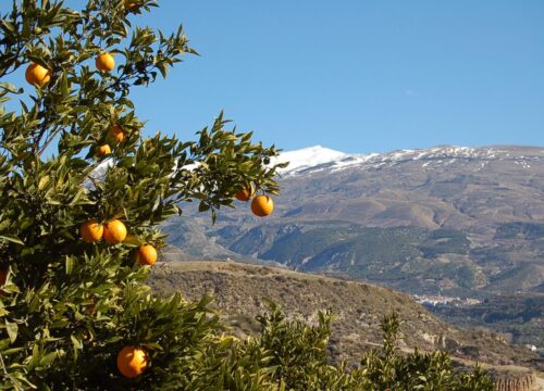 Donde las naranjas abundan